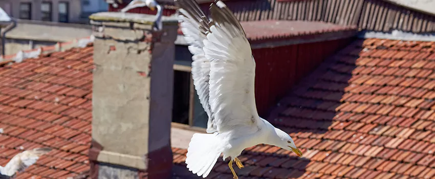 Residential Chimney Animal Removal Solution in Bella Vista, AR