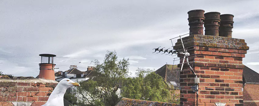 Chimney Cleaning And Restoration in Bella Vista, Arkansas